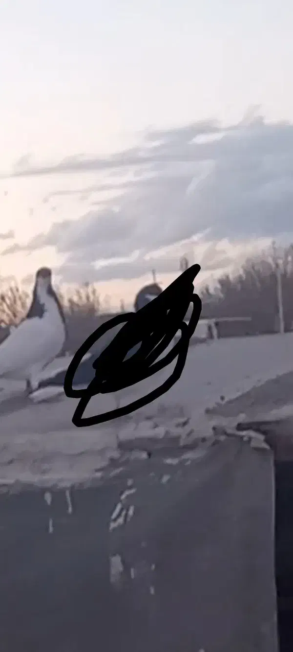 شصتی کور|حیوانات|الوند, |دیوار