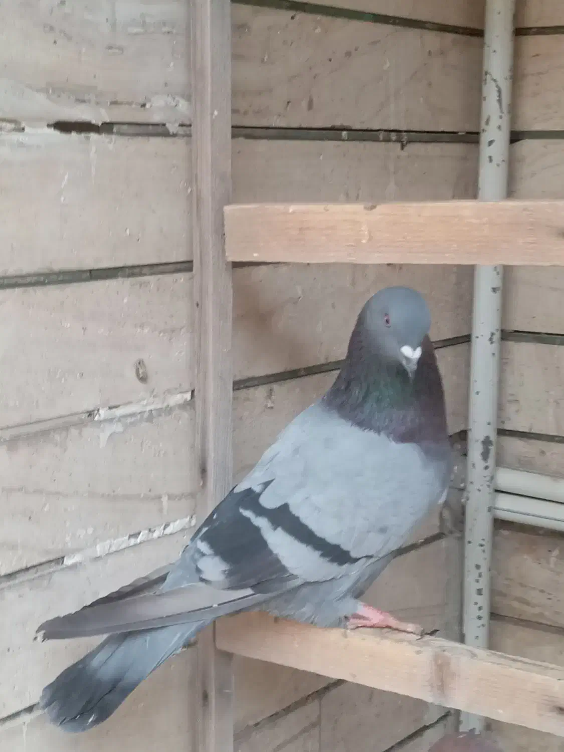 کبوتر نر|پرنده|قم, بکایی|دیوار