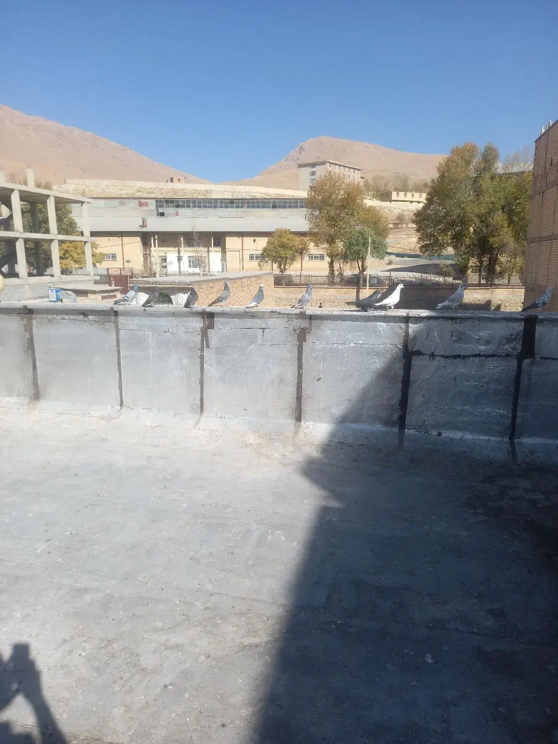 پرنده کبوتر|پرنده|فارسان, |دیوار