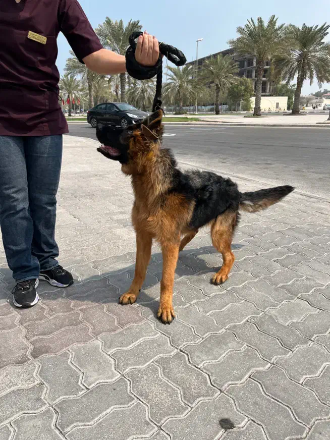 واگذاری سگ ژرمن اصیل|سگ|کیش, |دیوار