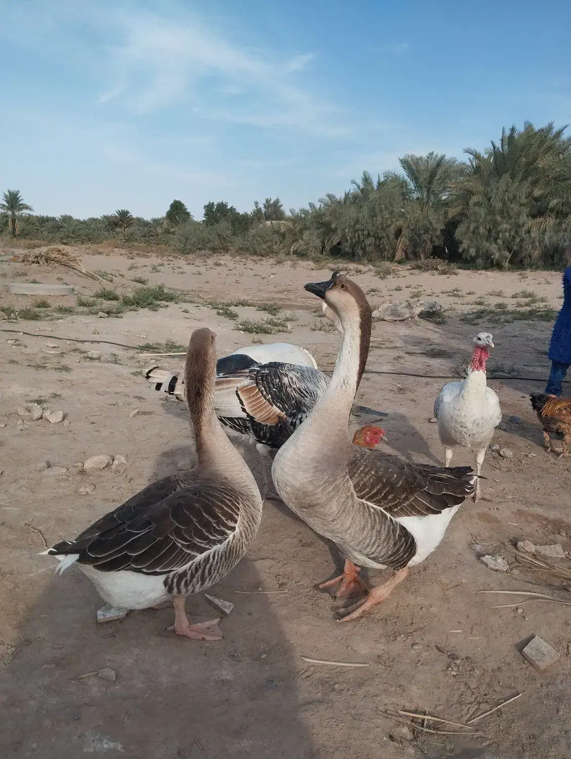فروش قوعاز اکراینی  جفت|حیوانات مزرعه|گنبکی, |دیوار