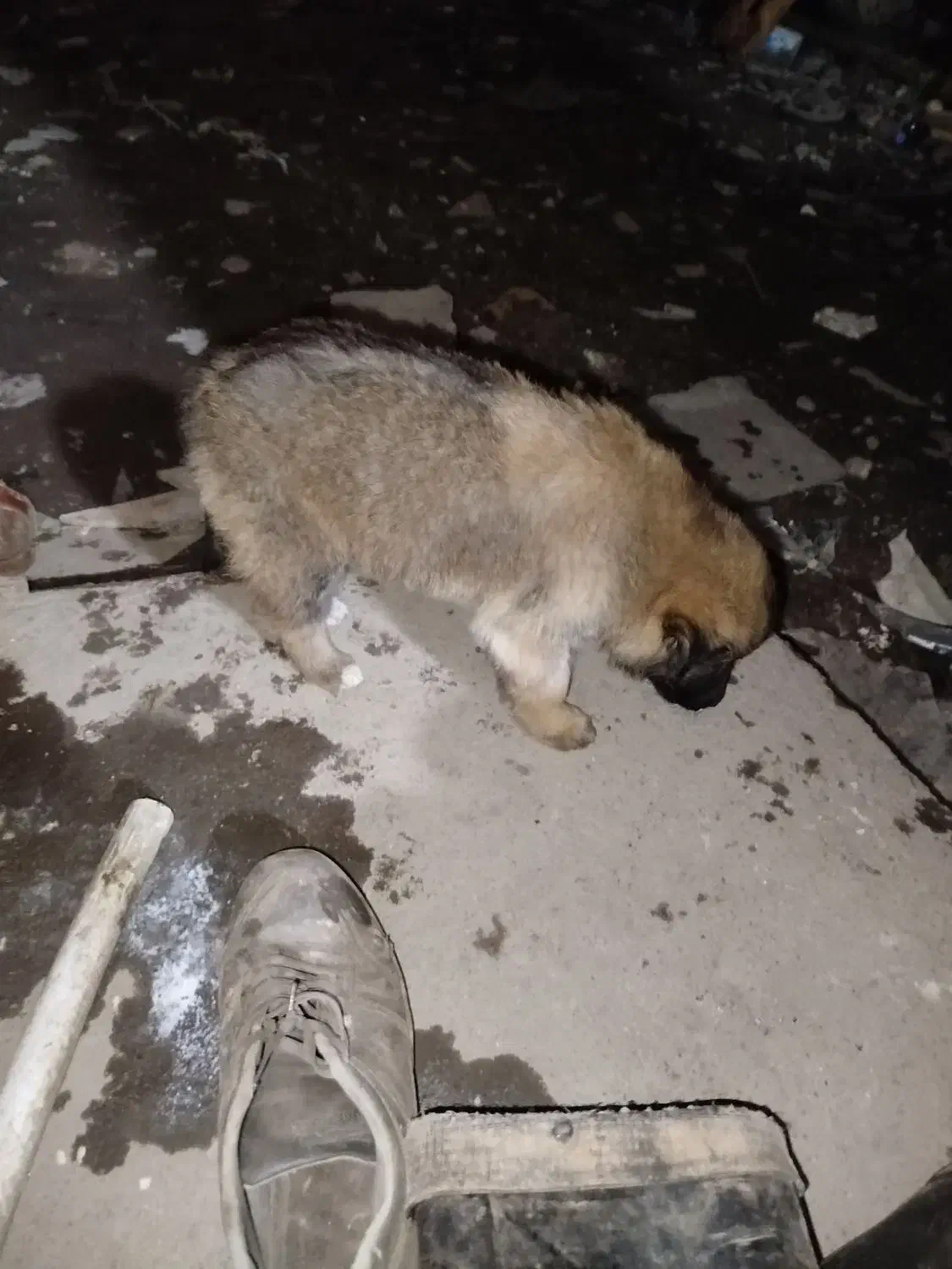 واگذاری توله ماده|سگ|رشت, حومه رشت|دیوار