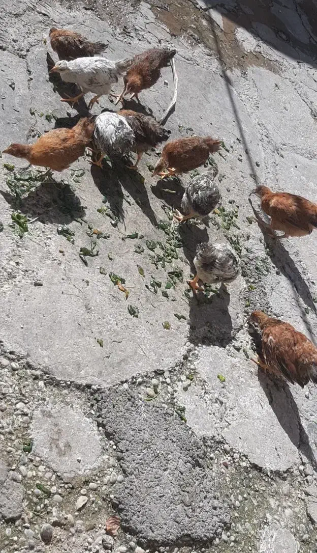 جوجه 3ماهه|حیوانات مزرعه|مسجد سلیمان, |دیوار