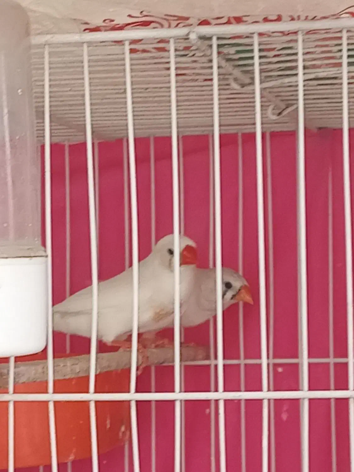 دوجفت فنچ سفید کینگ درشت  نروماده چینگ قرمز|پرنده|مشهد, مصلی (کارمندان اول)|دیوار