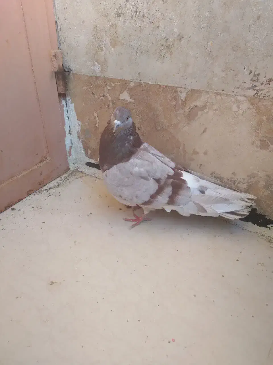 کبوتر ب دردبخور|پرنده|محلات, |دیوار
