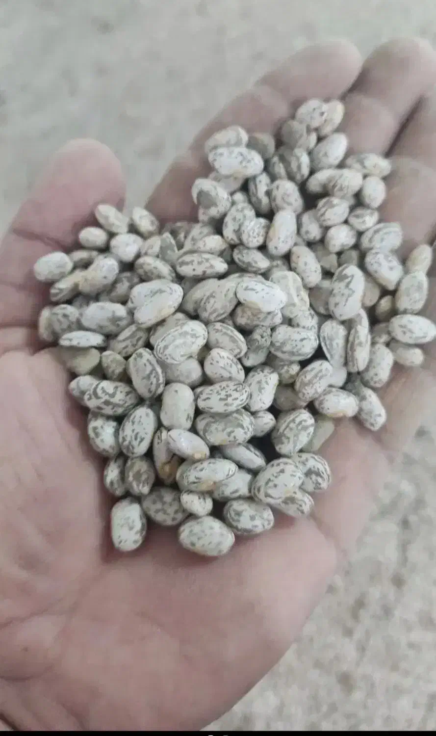 لوبیا چیتی (ارتشی)،مامونیه|خوردنی و آشامیدنی|زرندیه, |دیوار