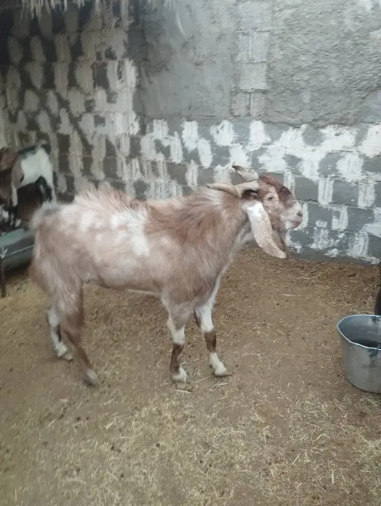 پازن نر جوان|حیوانات مزرعه|آبپخش, |دیوار