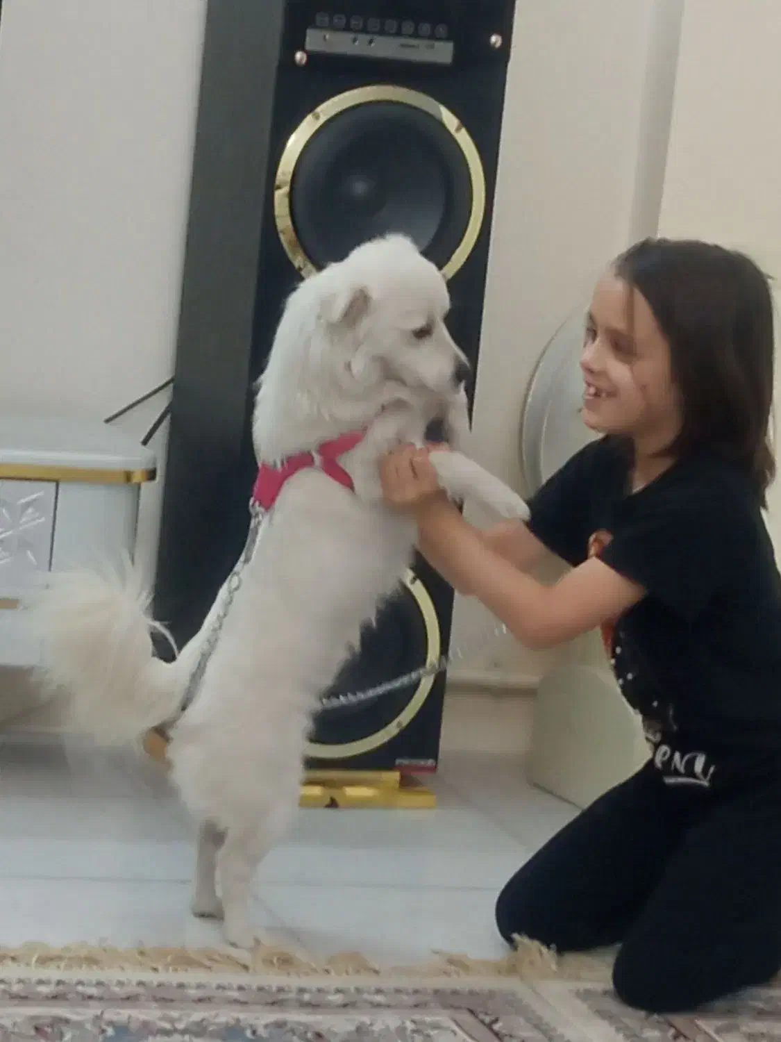 سرگرمی|سگ|پاکدشت, پاکدشت (مامازند)|دیوار