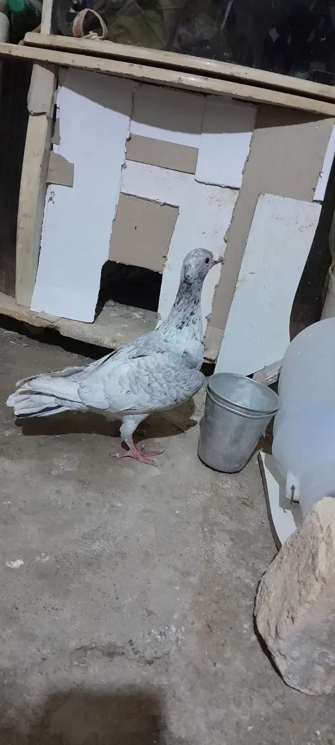 کبوتر سار|پرنده|شیروان (خراسان), |دیوار