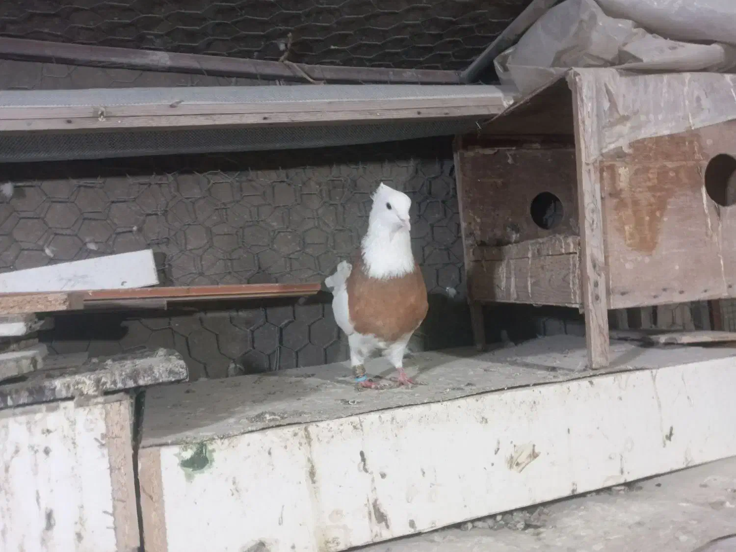 کلفه نر|پرنده|اردبیل, |دیوار