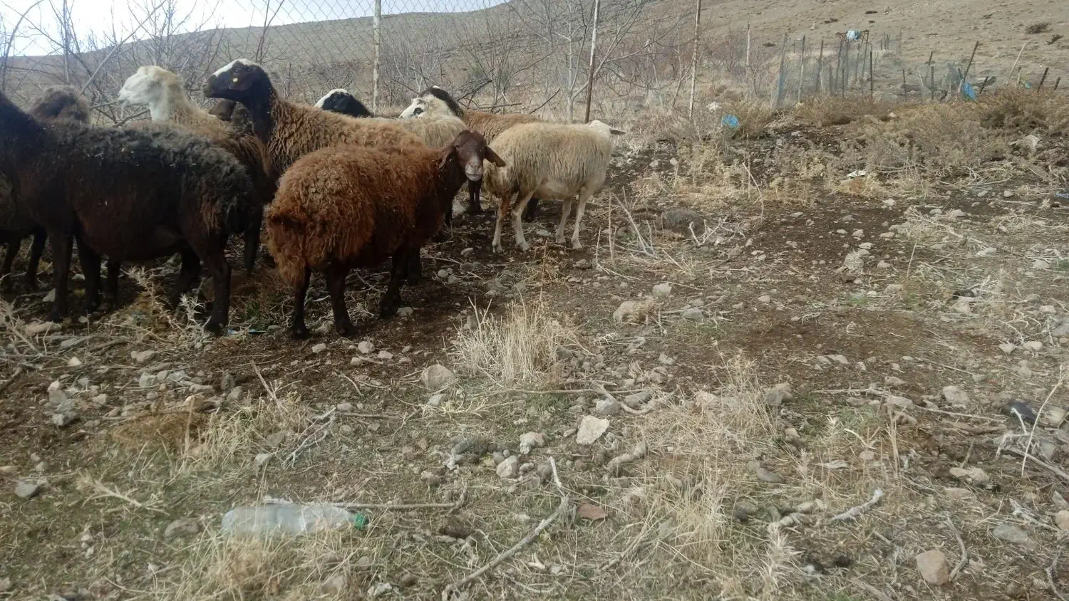 میش|حیوانات مزرعه|خرمآباد, |دیوار