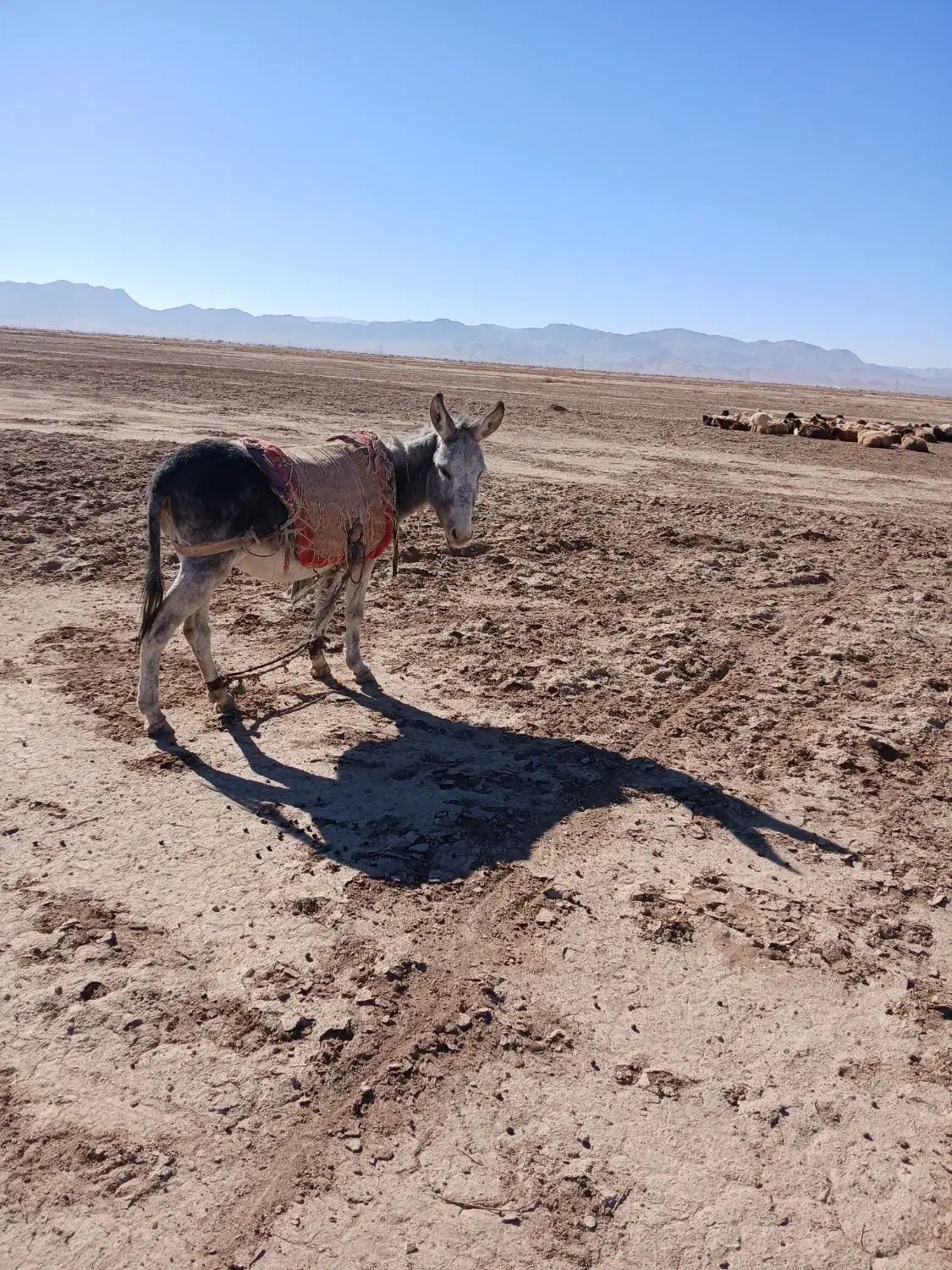 الاغ جوان گله ای|حیوانات مزرعه|نیمبلوک, |دیوار