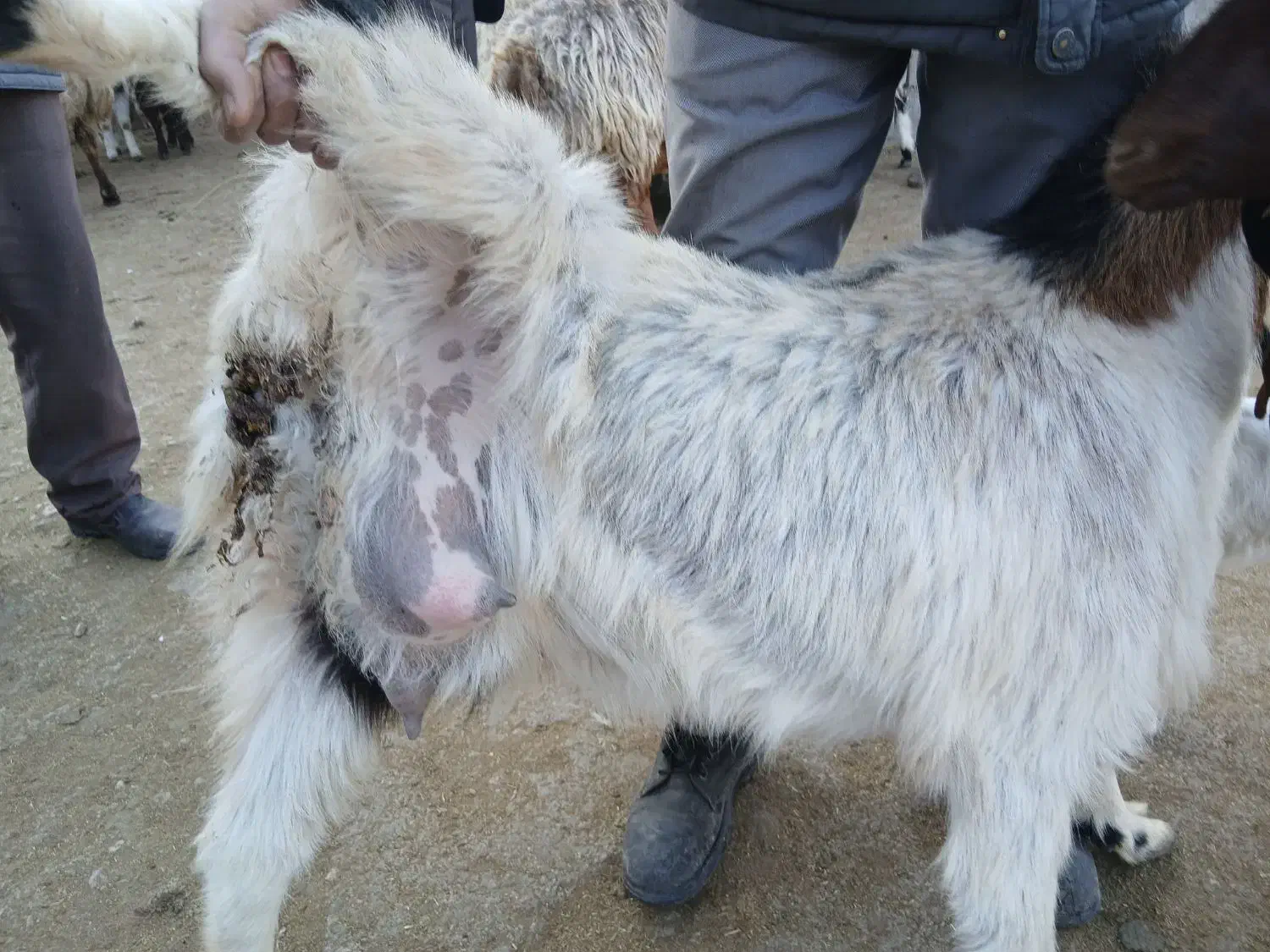 بزغاله پاکستان اصل۱۰م بزکول شیری بزغاله ماده۱۳۵۰۰م|حیوانات مزرعه|بجنورد, |دیوار