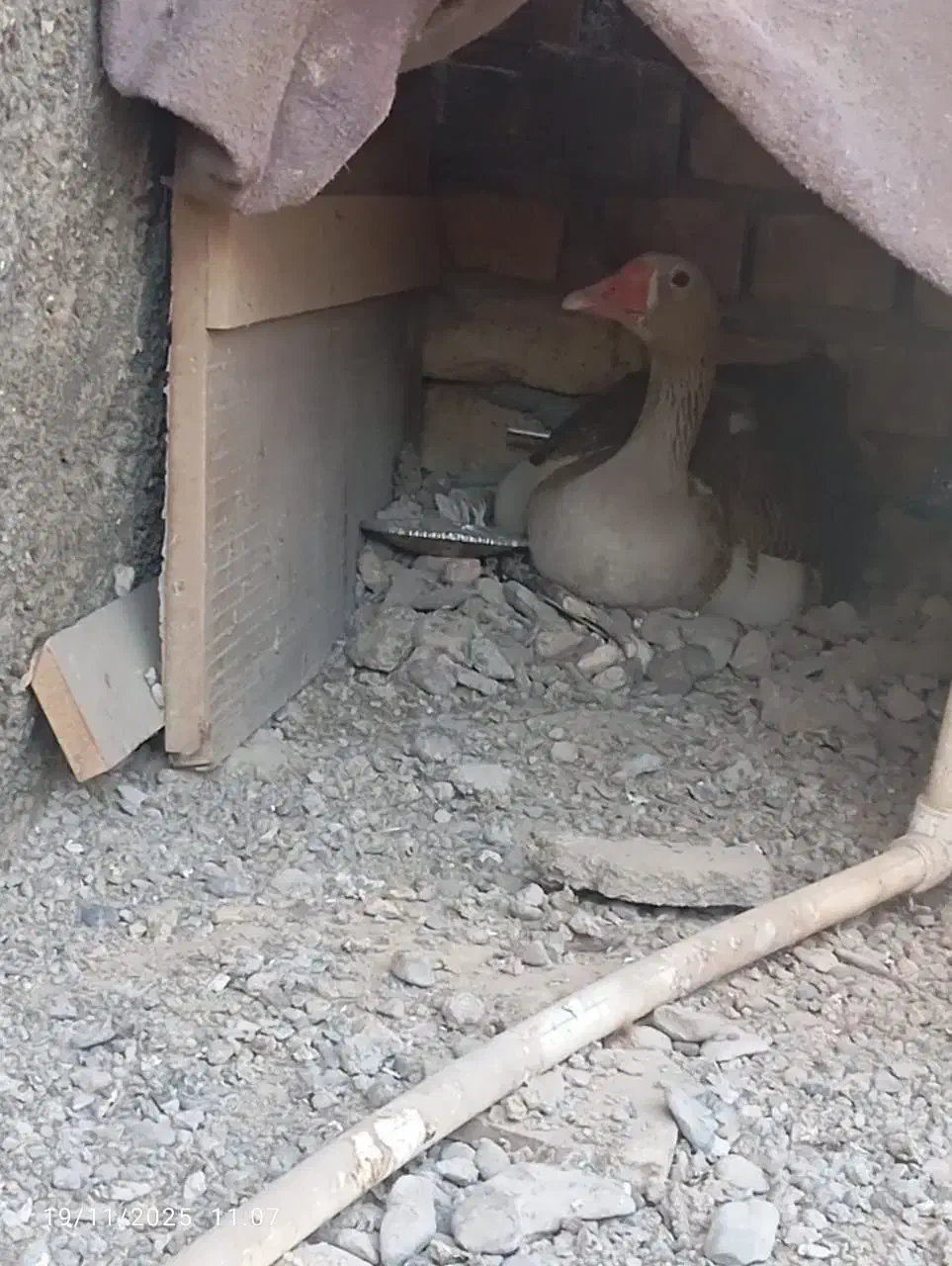 بط فروشی|حیوانات مزرعه|زابل, |دیوار