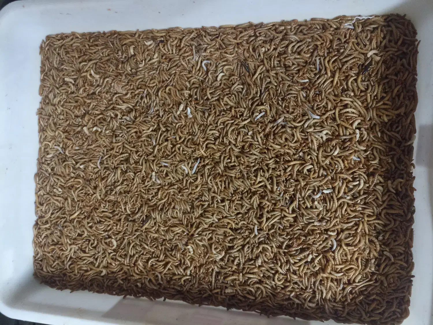 میلورم مفت|خزنده|مشهد, قائم|دیوار