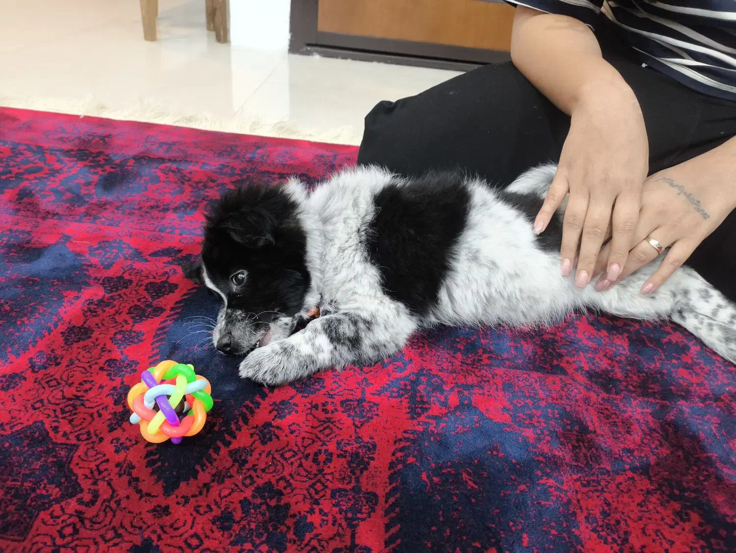 واگذاری سگ اشپیتز|سگ|مشهد, پورسینا|دیوار