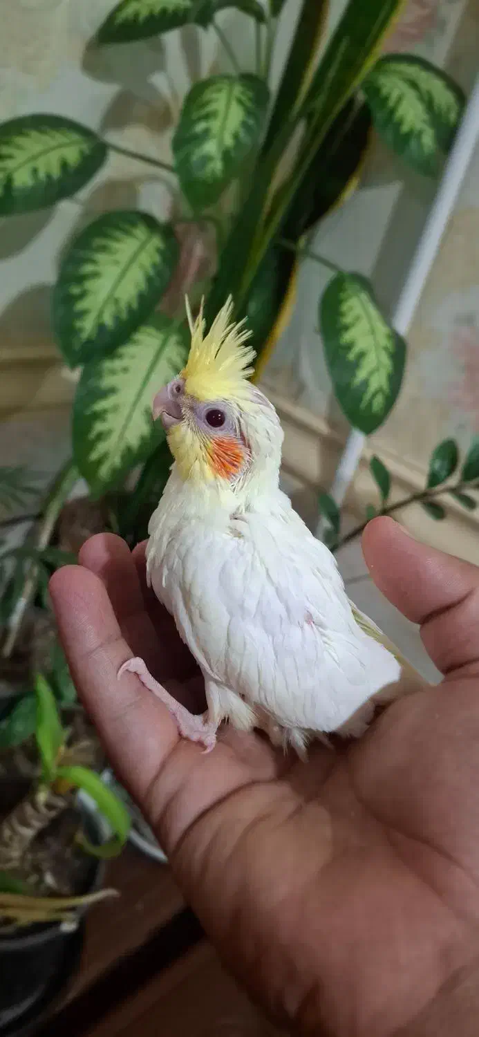 جوجه عروس هلندی|پرنده|اهواز, کیانشهر|دیوار