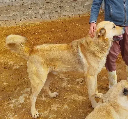 سگ درجه1|سگ|بوکان, |دیوار