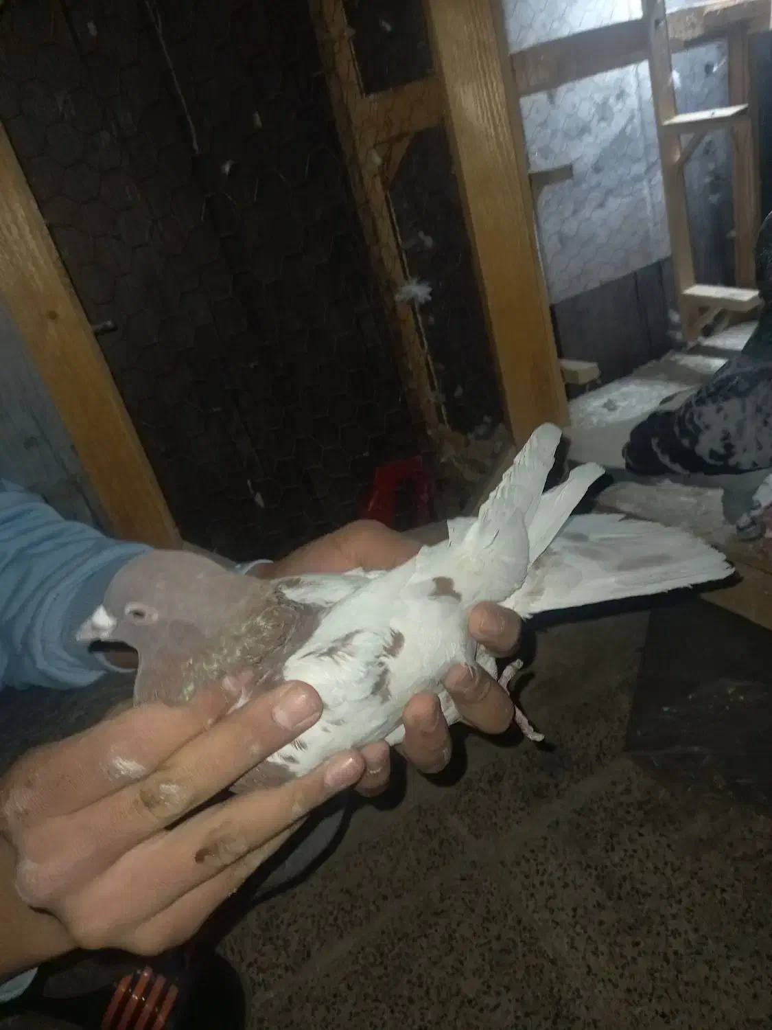 دوعددکبوترکله سرخ|پرنده|مشهد, مشکینی (شهرک غرب)|دیوار