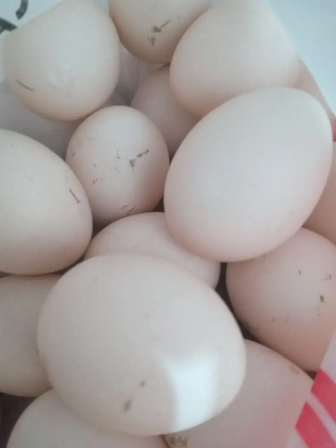 تخم مرغ محلی|خوردنی و آشامیدنی|لنگرود, |دیوار