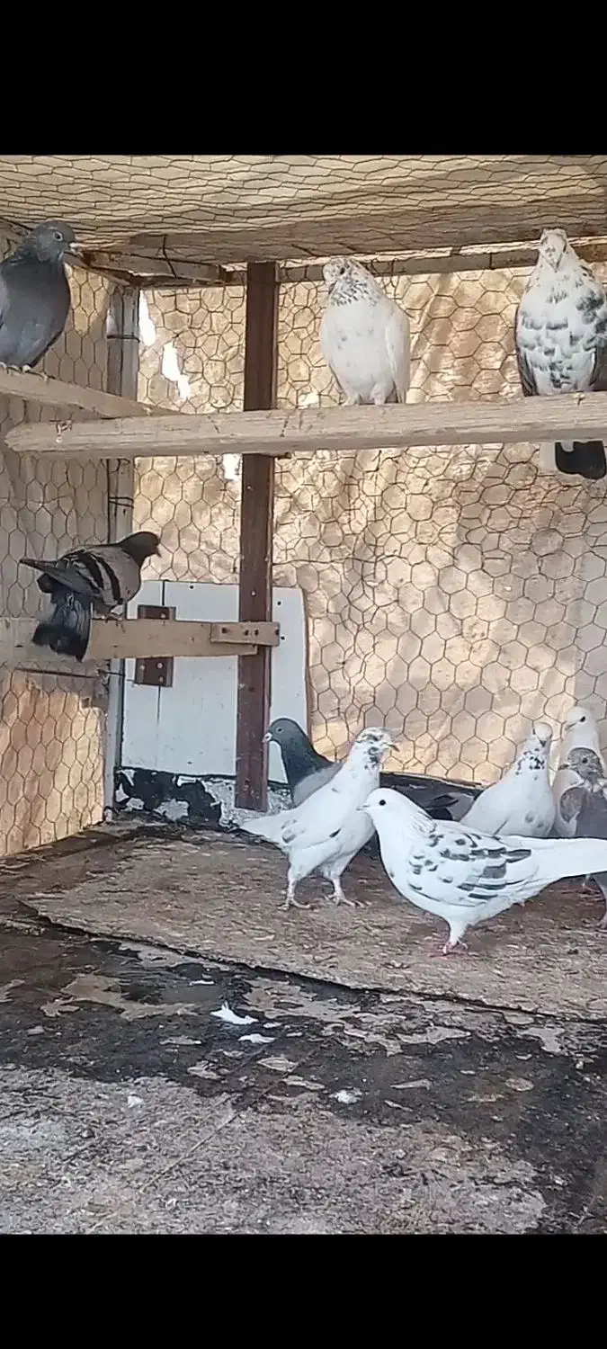 کفتر پرشی نوک ریز|پرنده|قیدار, |دیوار