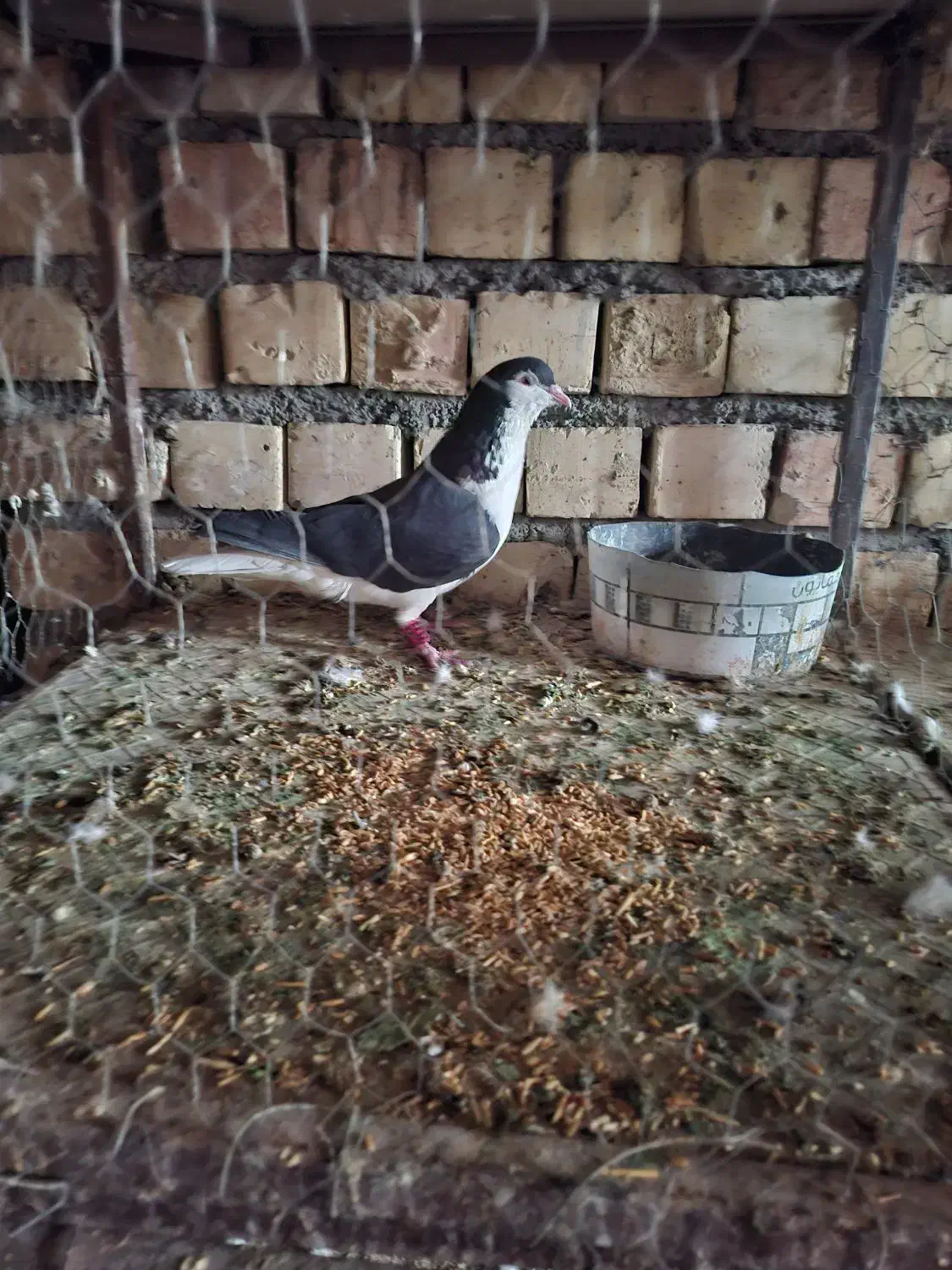 کبوتر|پرنده|رفسنجان, |دیوار