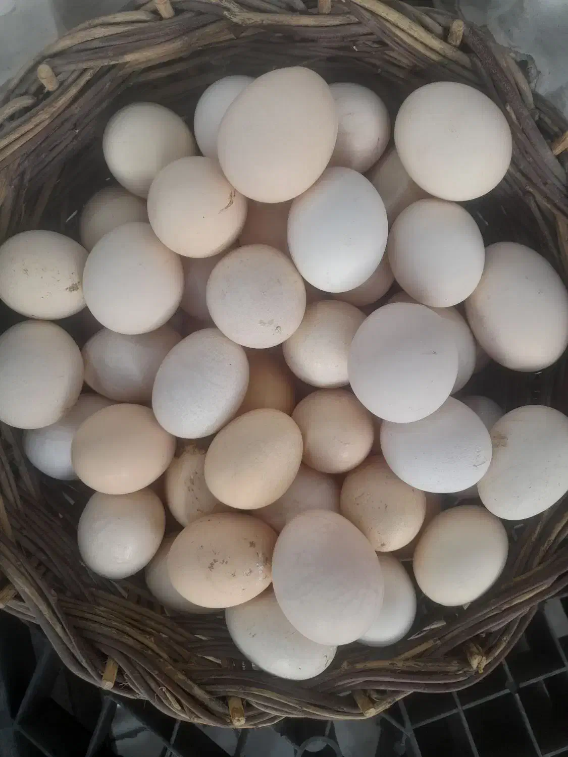 تخم مرغ بومی|خوردنی و آشامیدنی|نجفآباد, یزدانشهر|دیوار