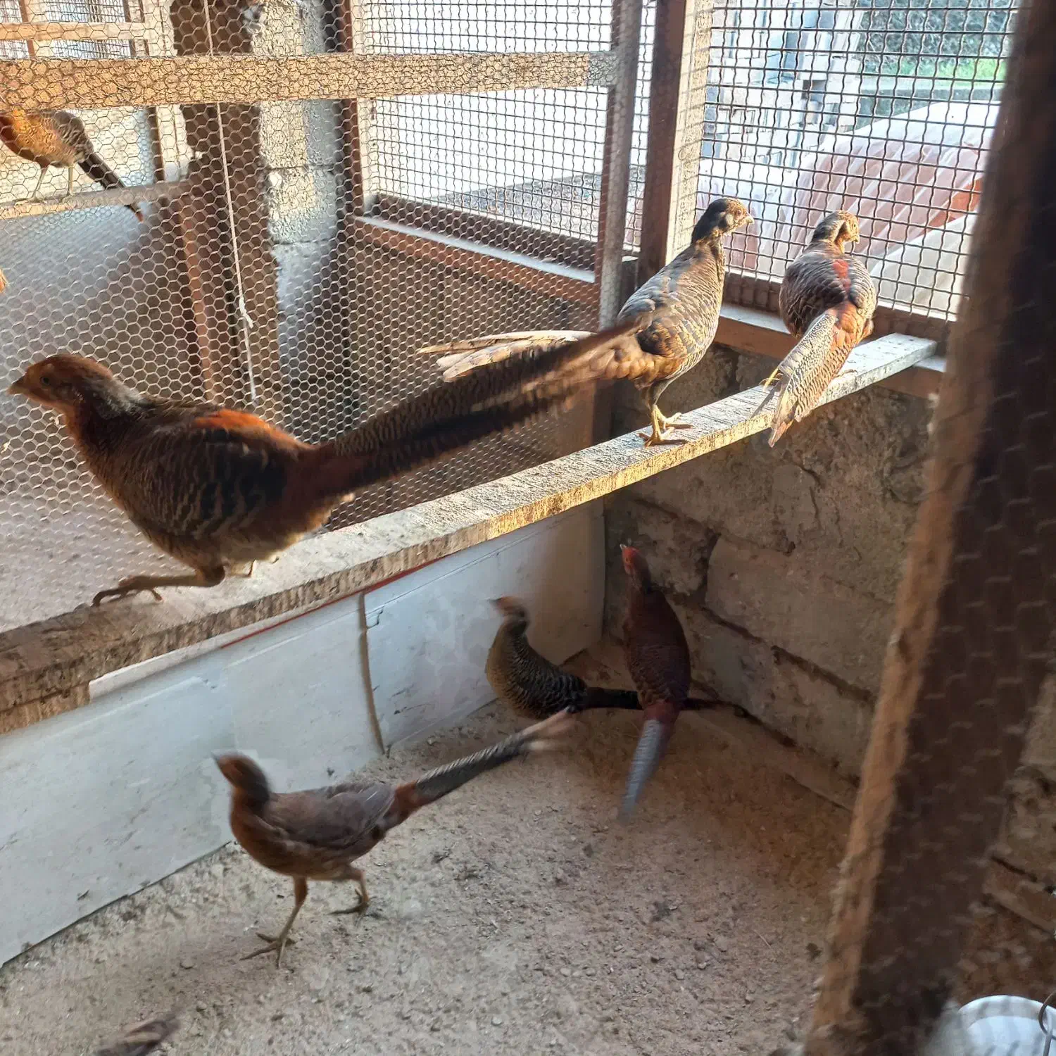 مرع.خروس.زینتی.جفتی.۳ملیون|حیوانات مزرعه|رشت, حومه رشت|دیوار