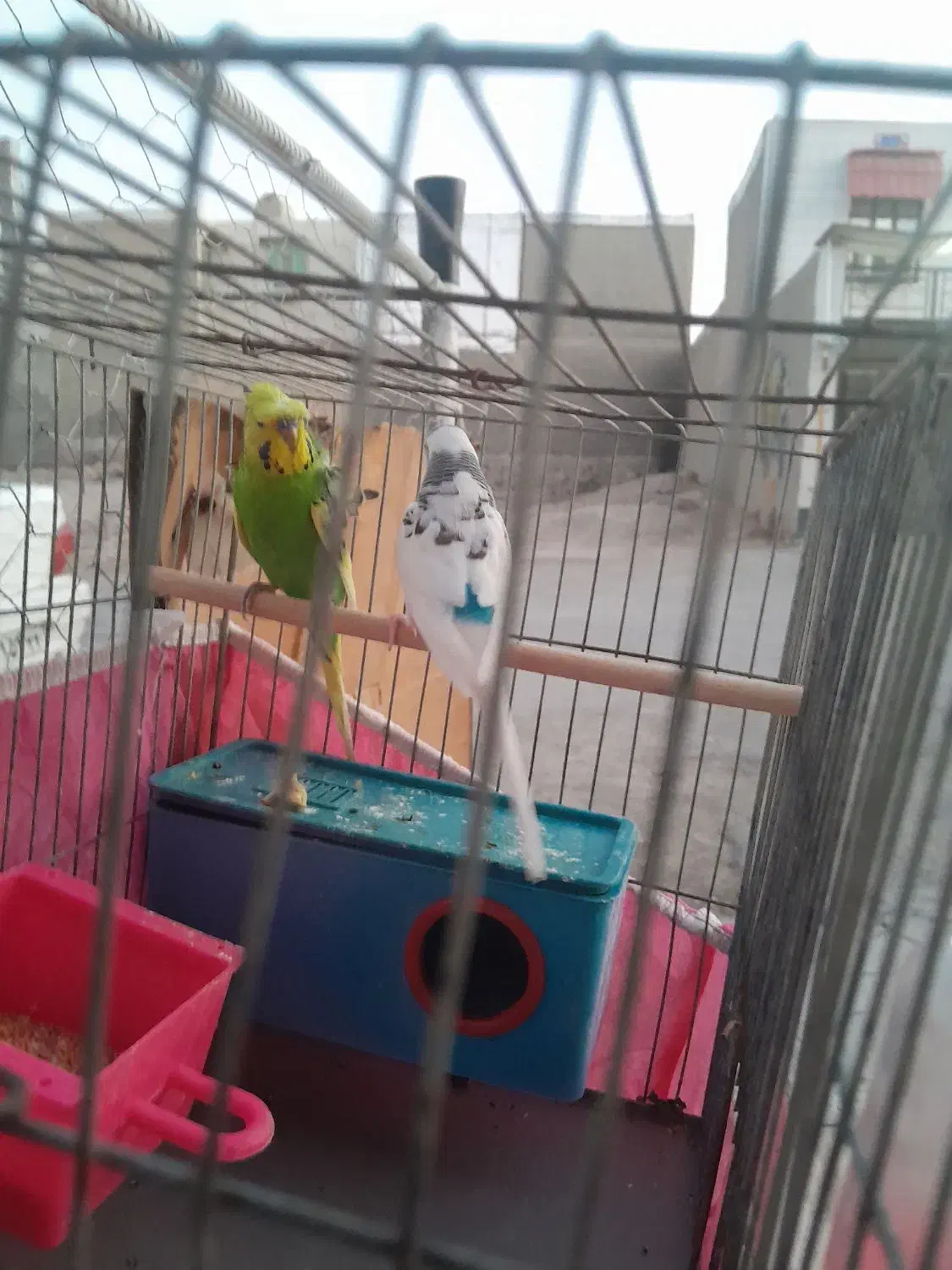 مرغ اشق انگلیسی|پرنده|بهبهان, |دیوار