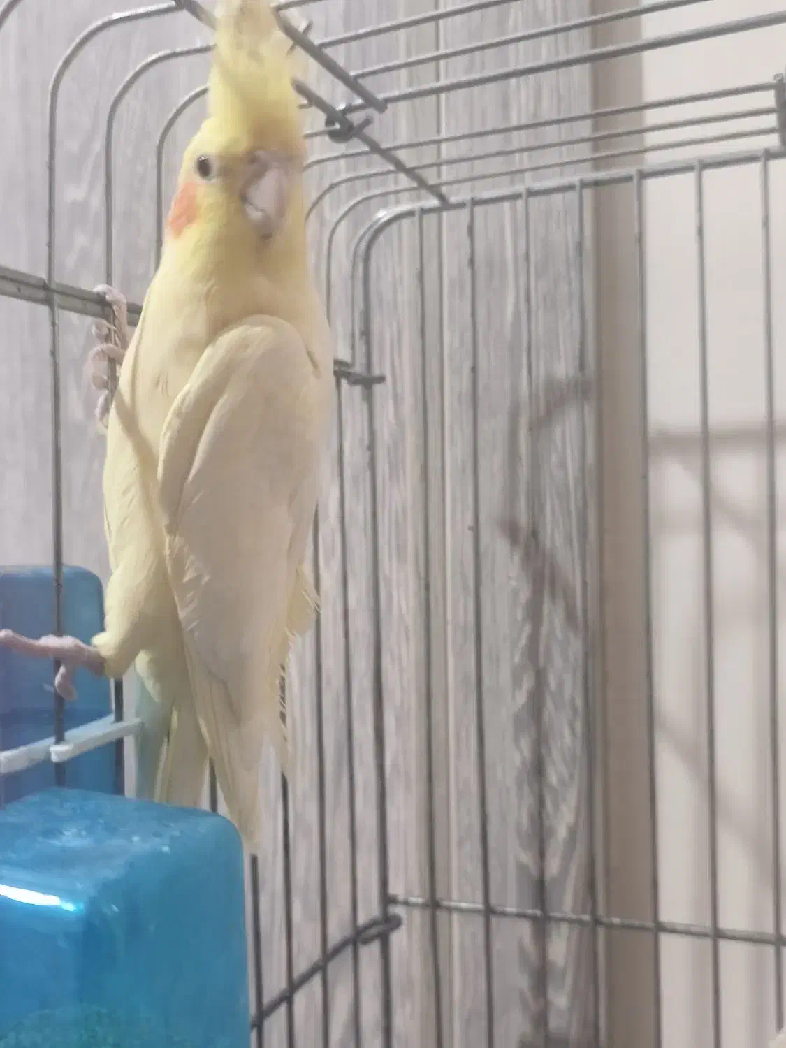 عروس هلندی مولد|پرنده|تهران, مقدم|دیوار