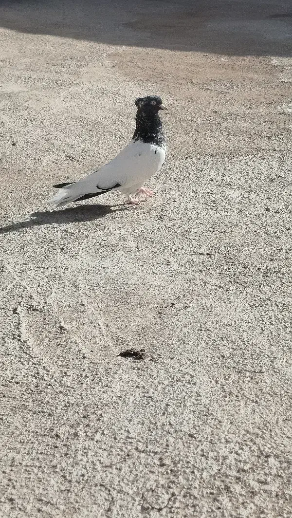 کله سیاه|حیوانات|نیشابور, مازول|دیوار