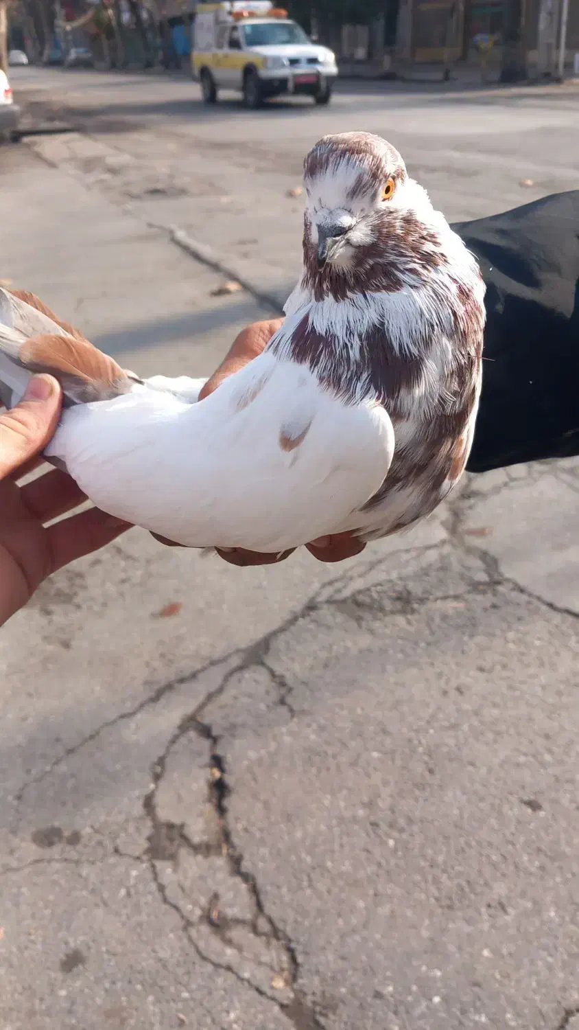 کفتر|پرنده|گرگان, |دیوار