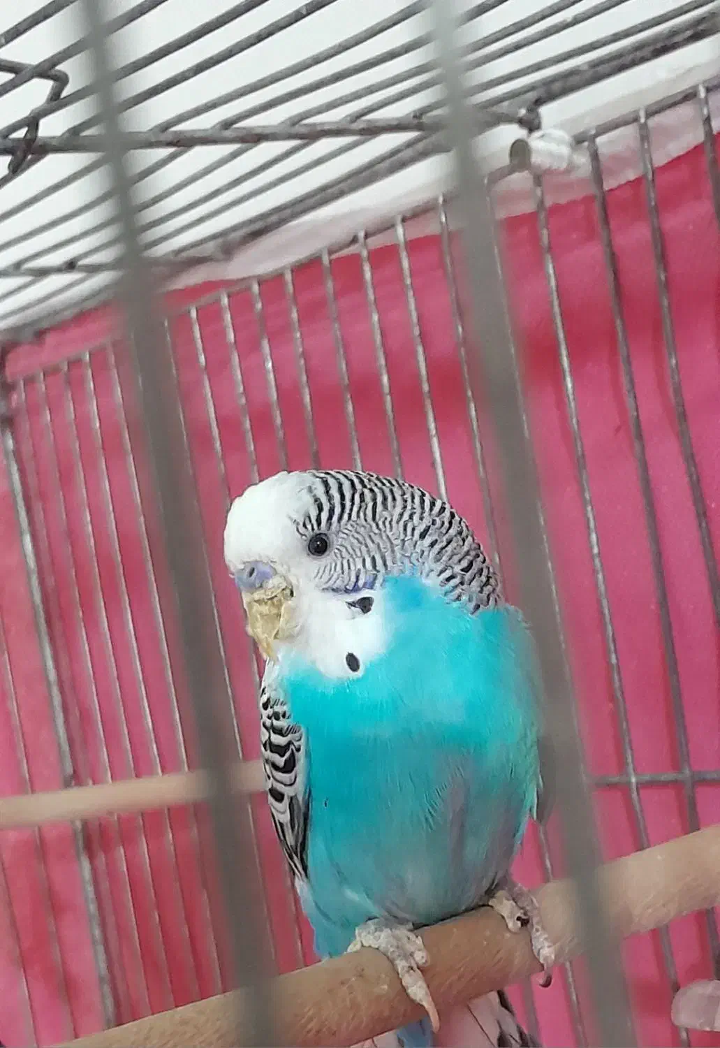 مرغ عشق نر|پرنده|لنجان, |دیوار