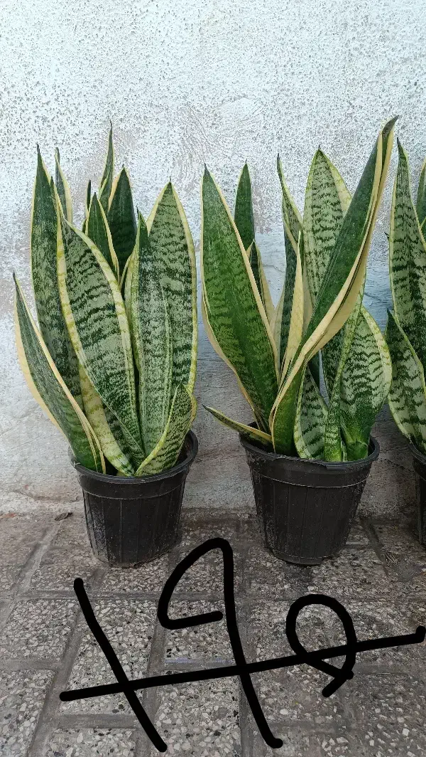 رزماری|خوردنی و آشامیدنی|مشهد, حیدرآباد|دیوار