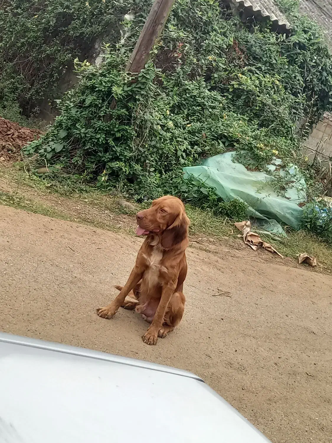 سگ شکاری نر|سگ|رشت, گلسار|دیوار