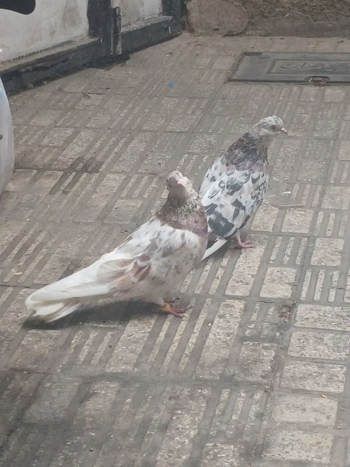 کفتر سرور|پرنده|تهران, سلسبیل شمالی|دیوار