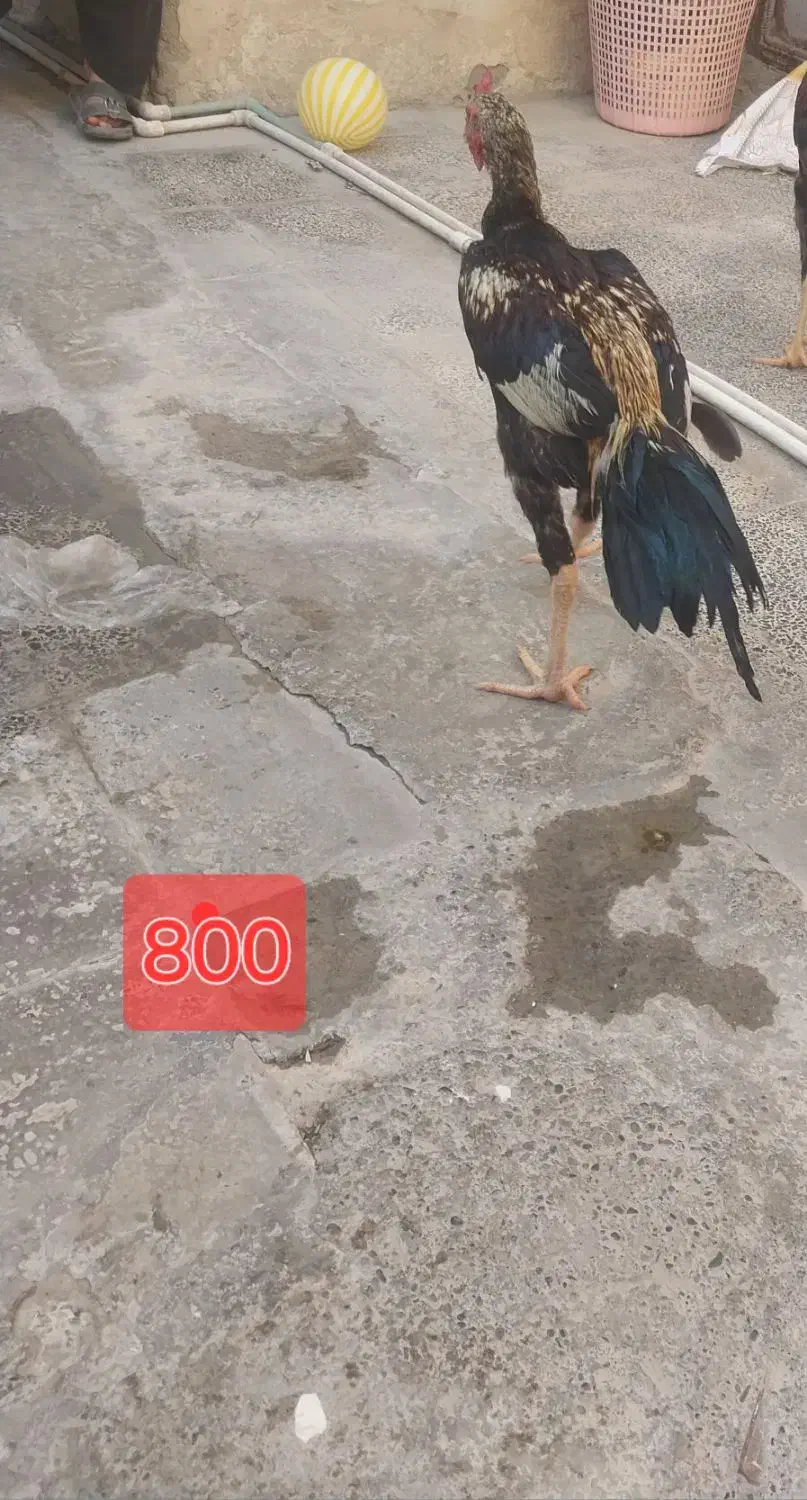 خروس سالم|حیوانات مزرعه|ایرانشهر, |دیوار