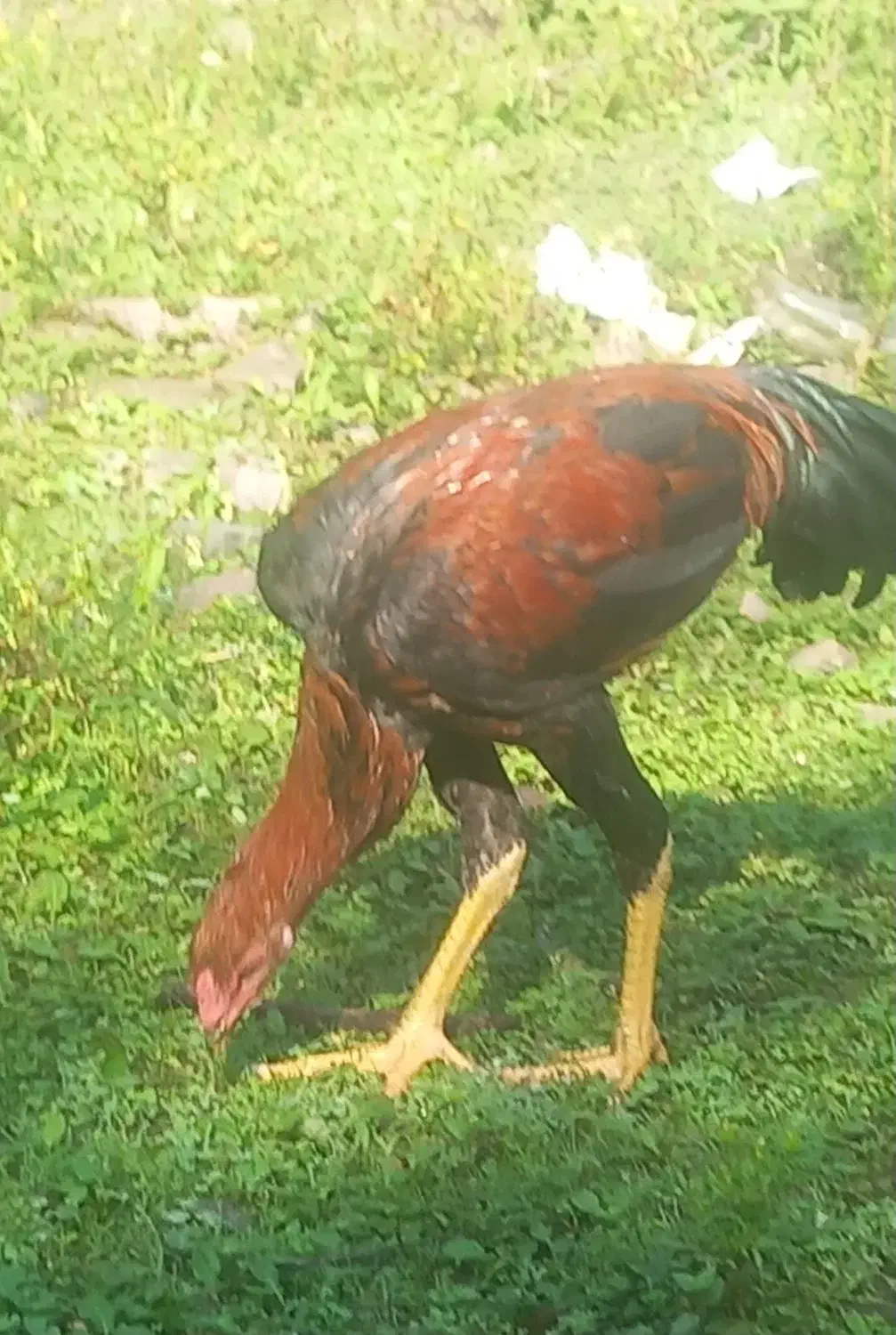 لاری ۵ماهه|حیوانات مزرعه|لوندویل, |دیوار