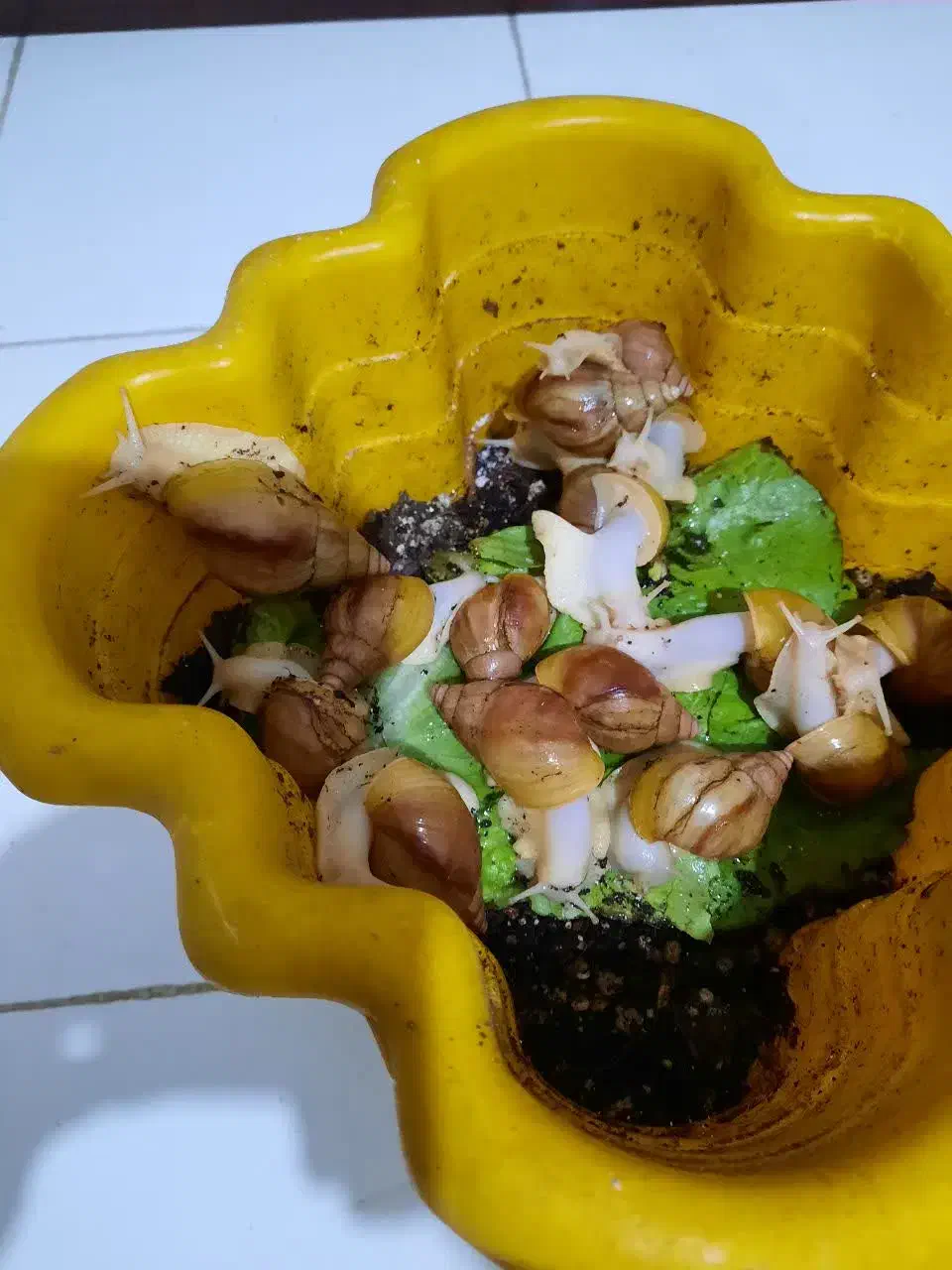 حلزون تراپی برای پوست|خزنده|قم, قلعه کامکار|دیوار