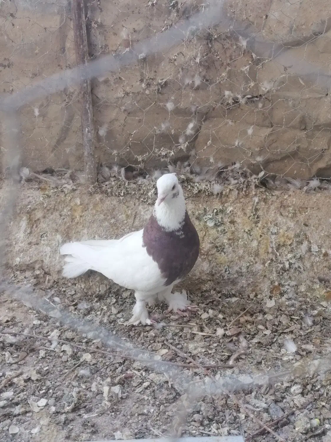 طوقی و سینه سرخ|پرنده|شیراز, وزیرآباد|دیوار