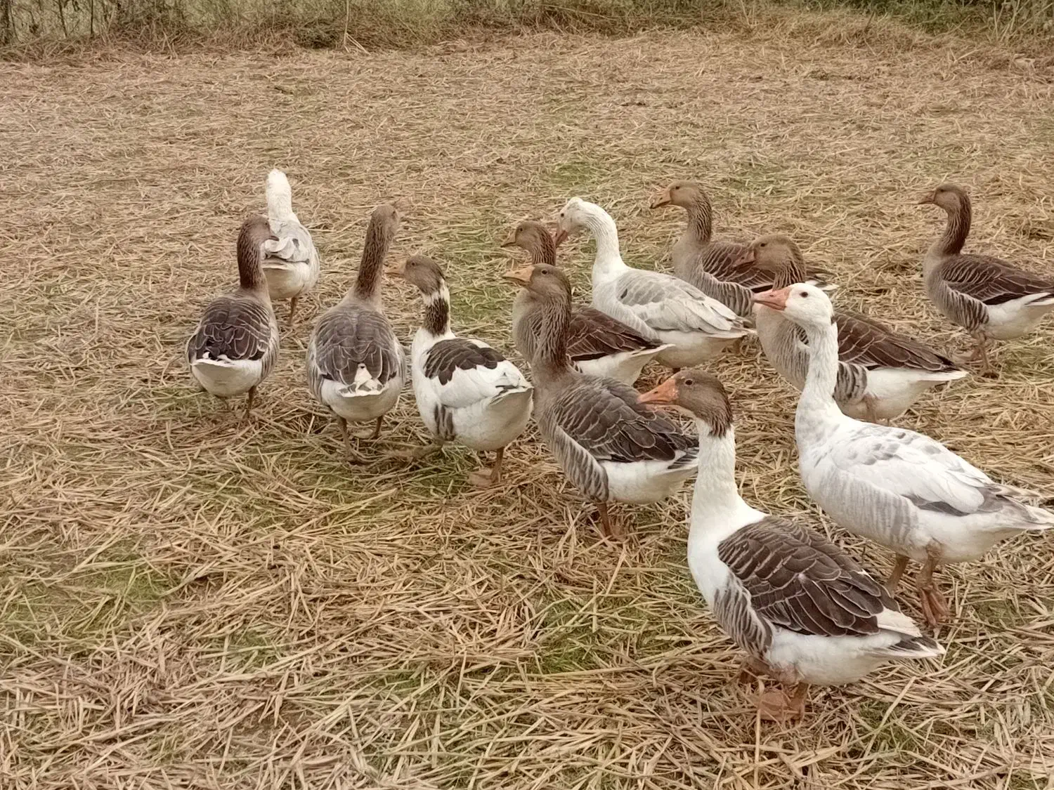 غازمحلی|حیوانات مزرعه|اسالم, |دیوار