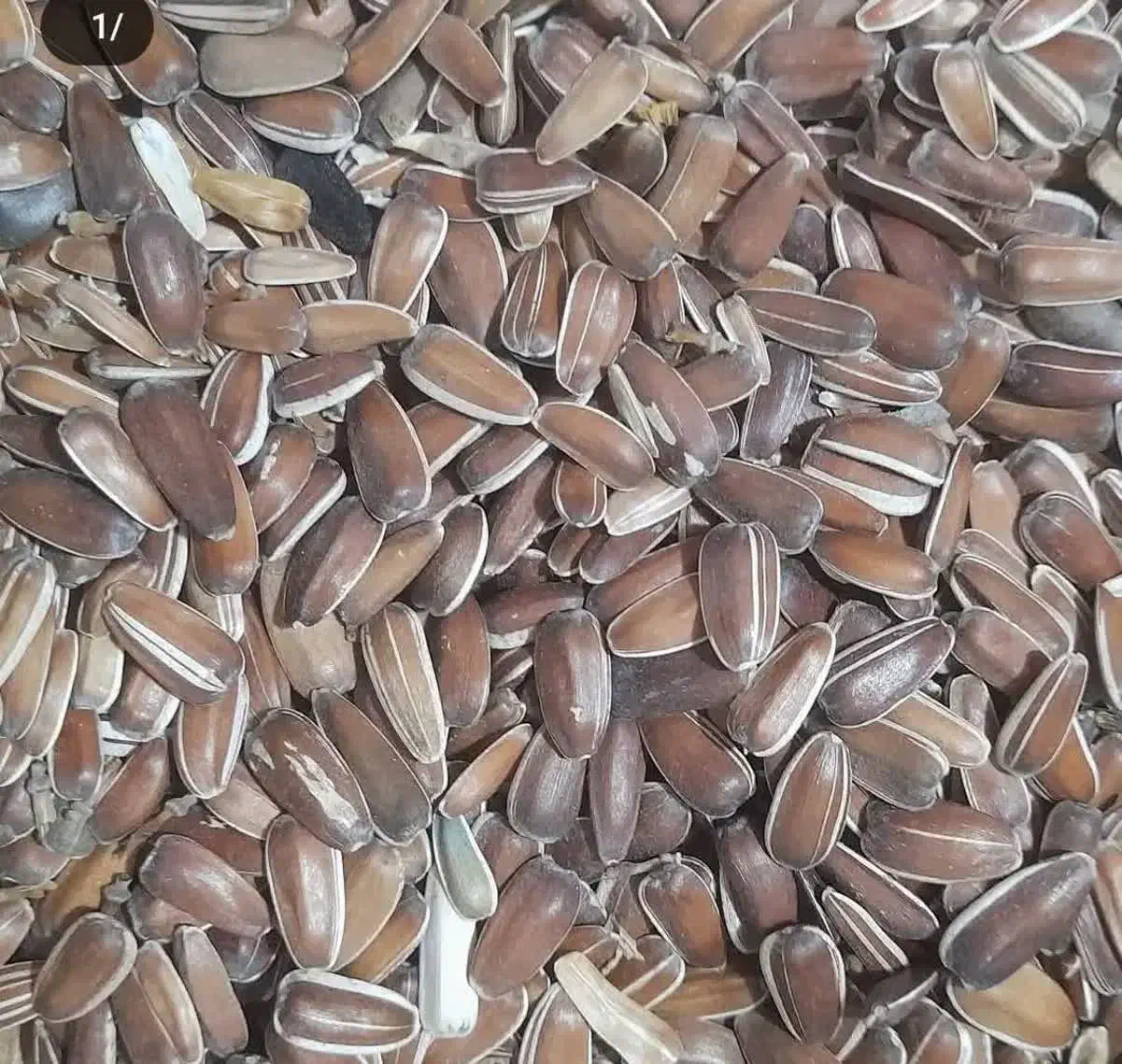 خوراک دام گوساله گوسفند|حیوانات مزرعه|مهریز, |دیوار