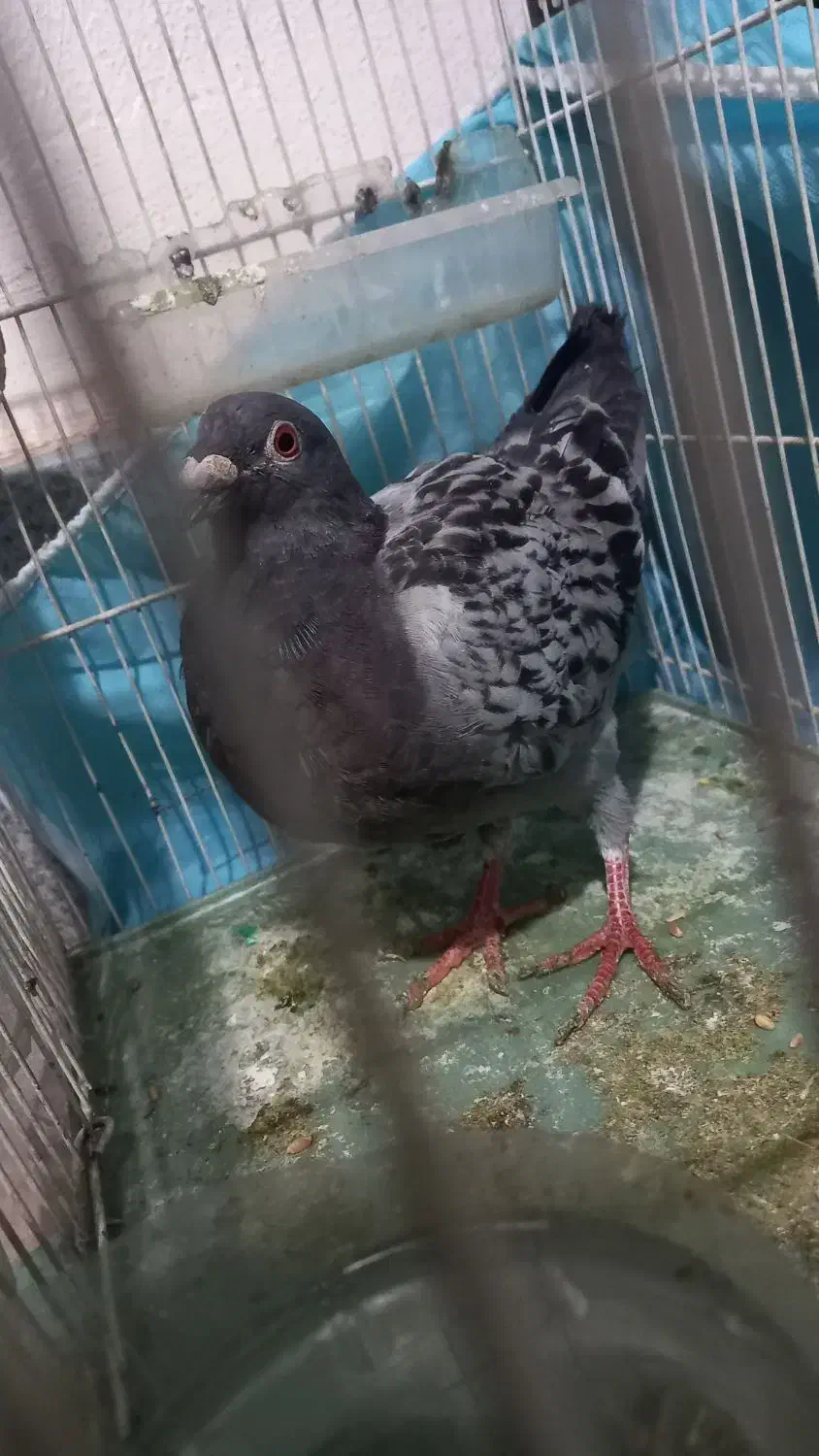 آلمانی پولکی|پرنده|گلبهار, شهر جدید گلبهار|دیوار