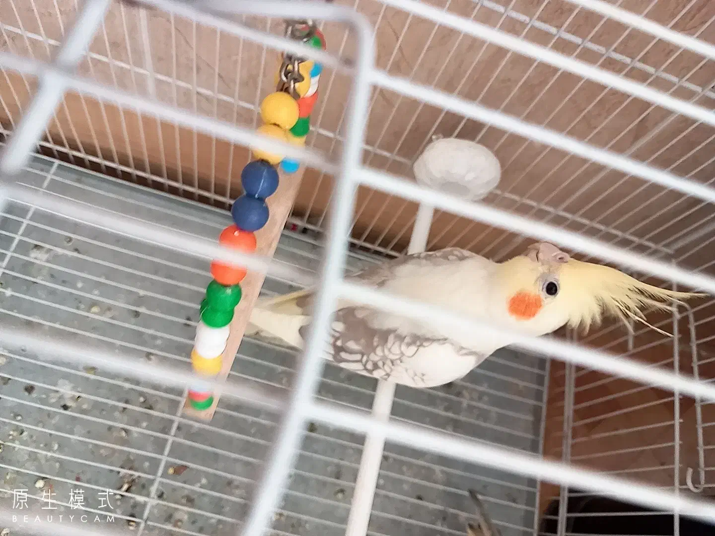 عروس هلندی|پرنده|تربت‌حیدریه, داروپخش|دیوار