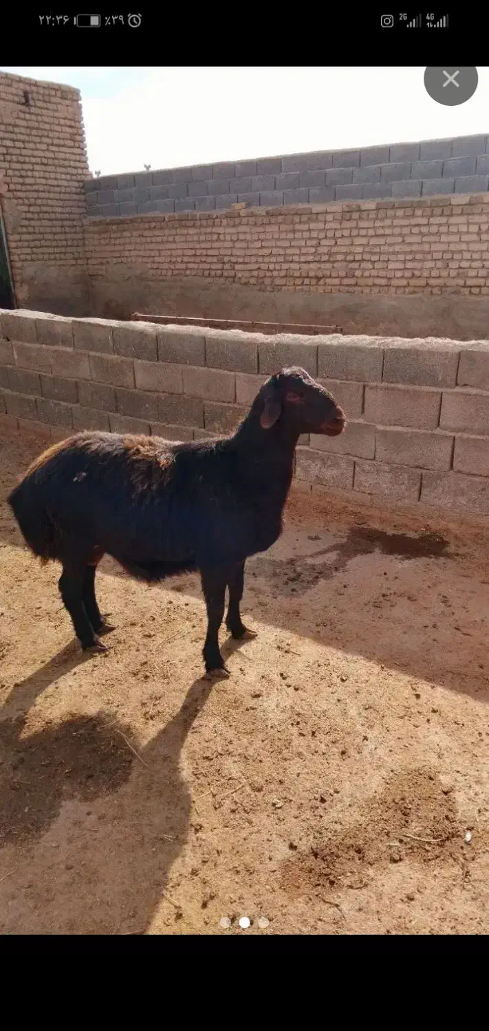 قوچ|حیوانات مزرعه|طاغنکوه, |دیوار