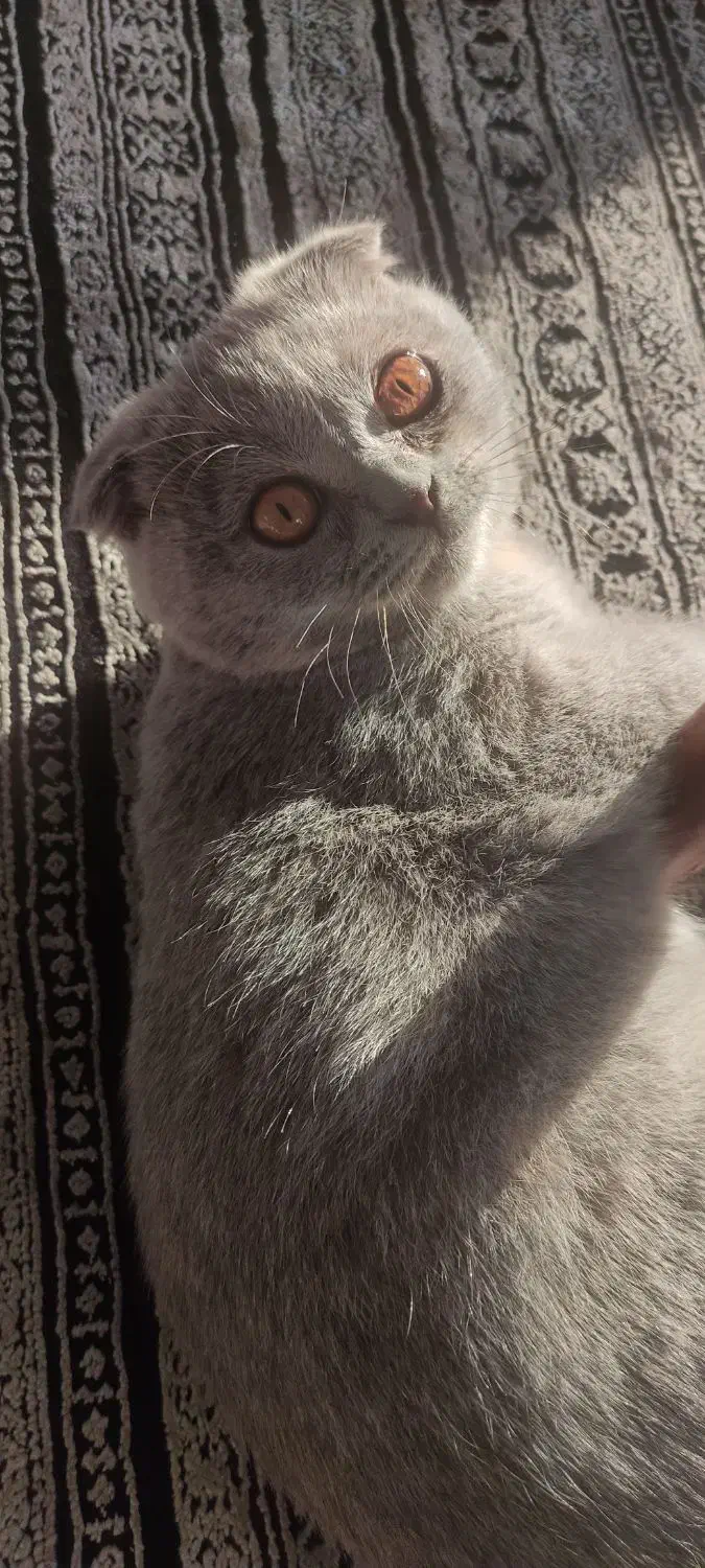 گربه اسکاتیش|گربه|بابلسر, |دیوار