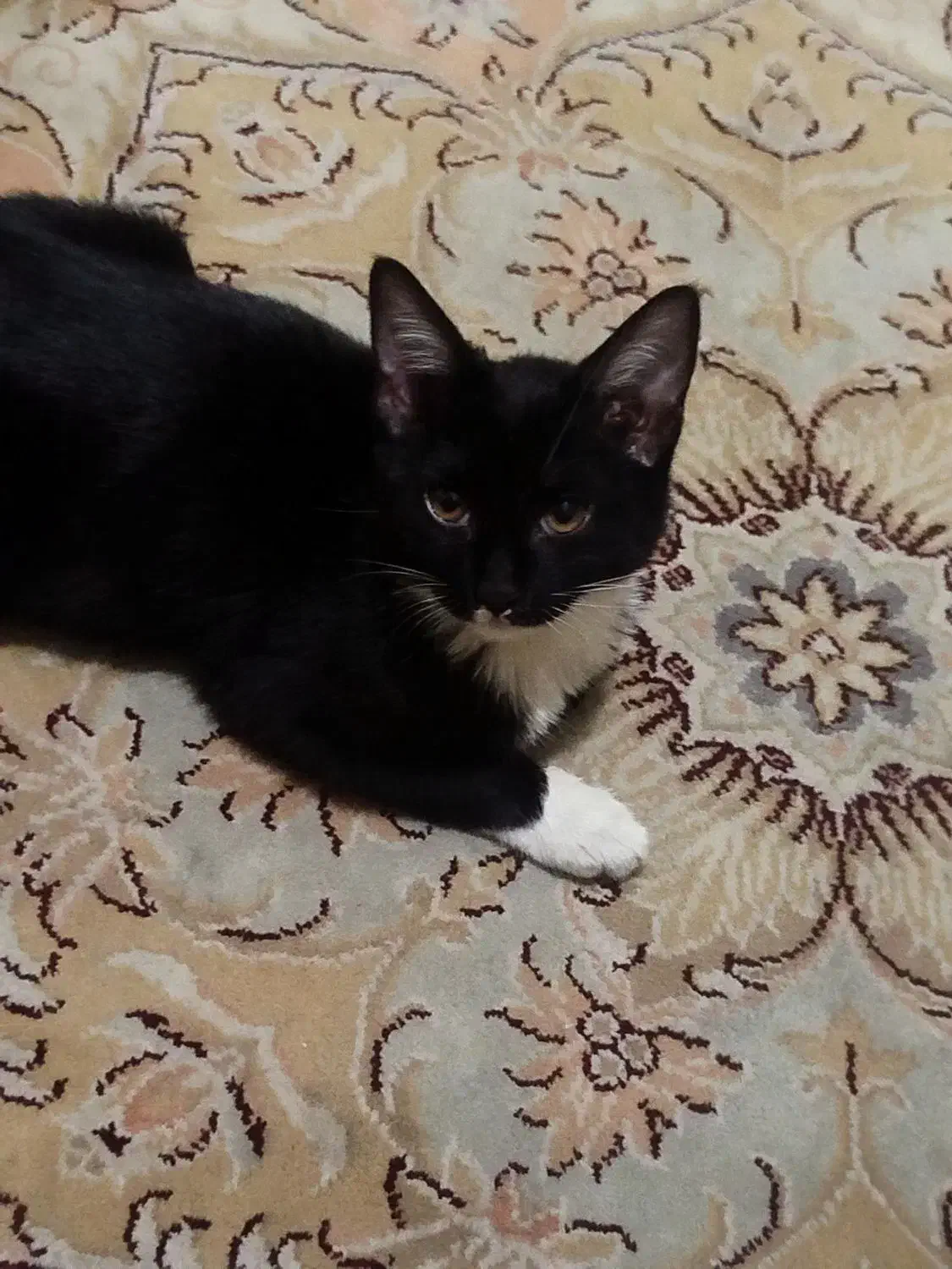 واگذاری گربه|گربه|قم, نخودی|دیوار