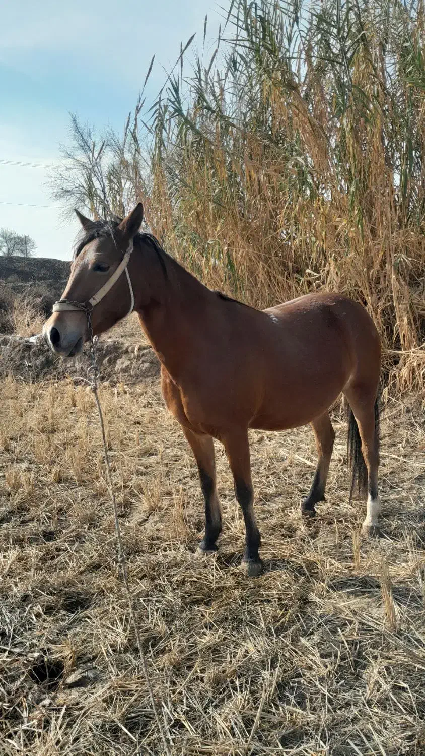 اسب ترکمن|اسب و تجهیزات اسب‌سواری|مانه, |دیوار