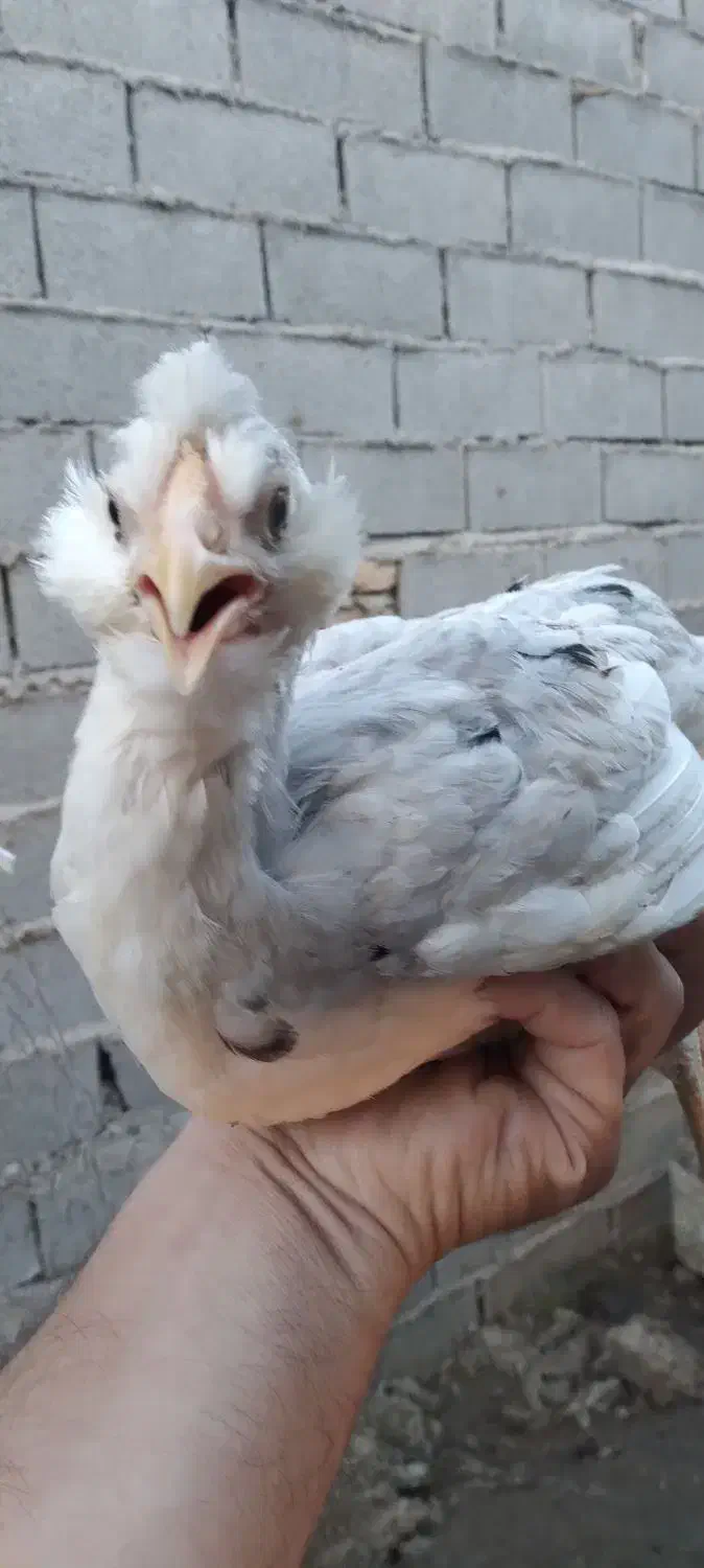 فروش یامعاوضه نیمچه مرغ و خروس گلین لری|حیوانات مزرعه|قائمشهر, |دیوار