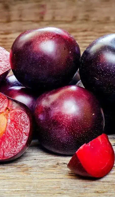 پیشفروش نهال آلو آرژانتینی خونی|خدمات باغبانی و درختکاری|ملکان, |دیوار